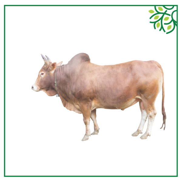 গরু আইডি নং ১২৫৯৭