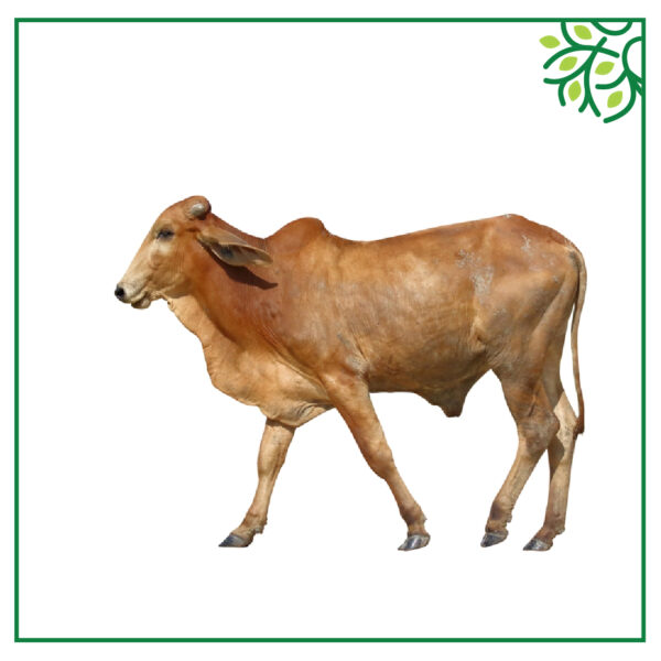 গরু আইডি নং ১২৫৯৩
