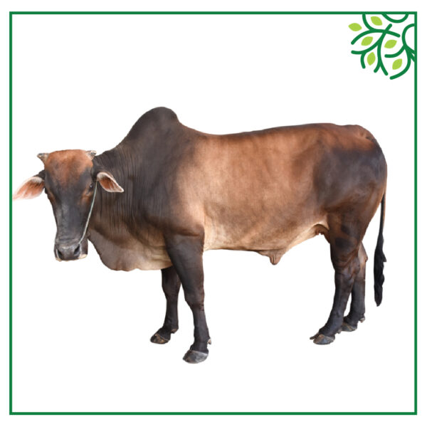 গরু আইডি নং ১২৫৯২