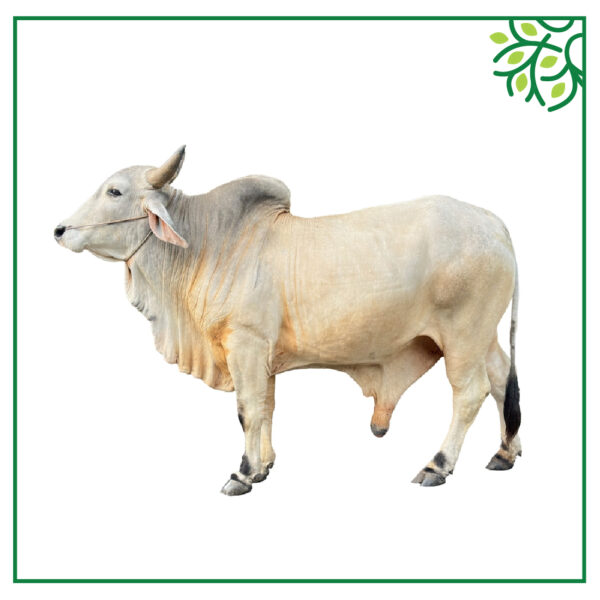 গরু আইডি নং ১২৫৯১