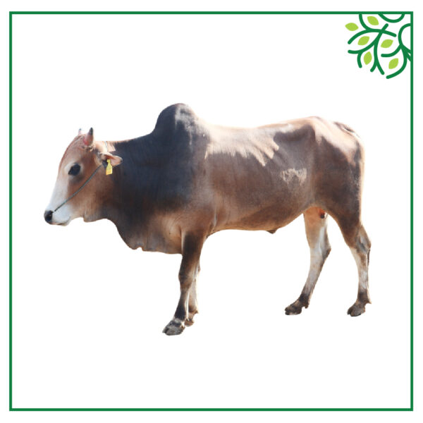 গরু আইডি নং ১২৫৯০