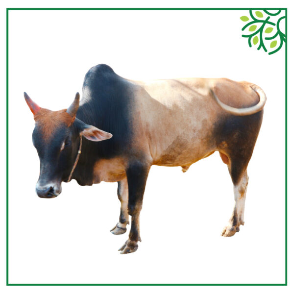 গরু আইডি নং ১২৫৮৯