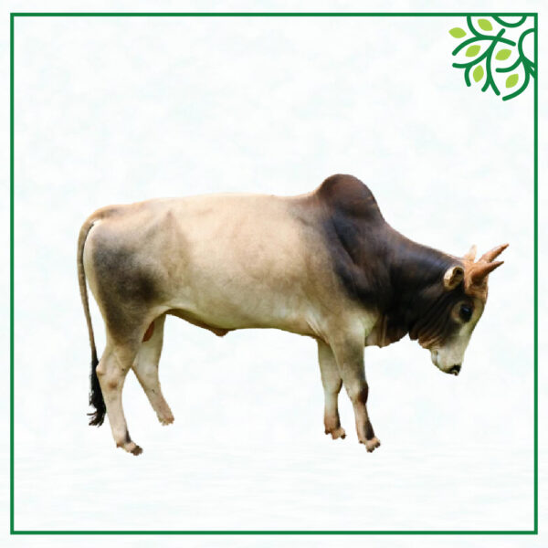 আইডি নং ১৩২০২৯
