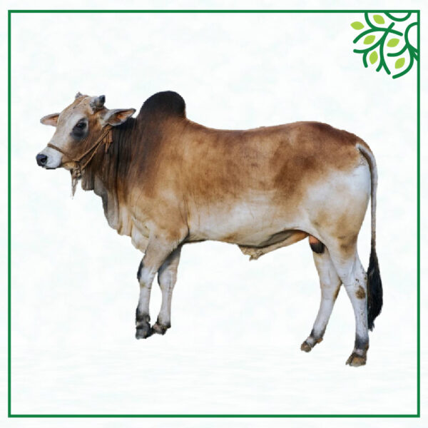 আইডি নং ১৩২০২৮