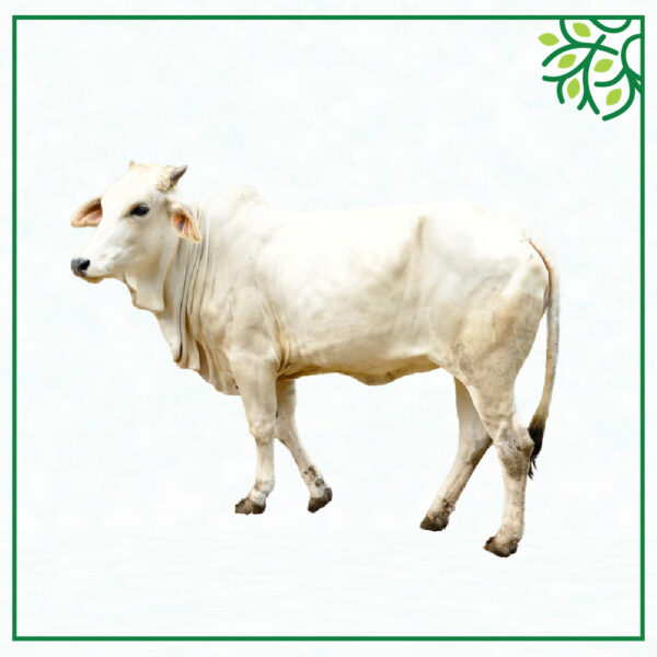 আইডি নং ১৩২০২৭