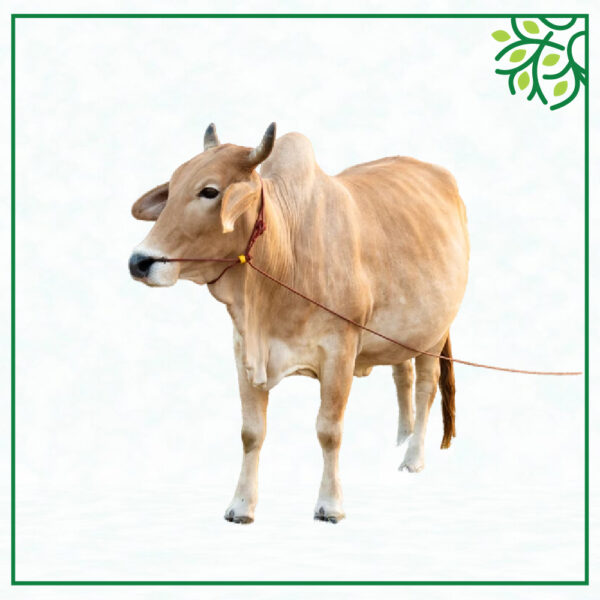 আইডি নং ১৩২০২৫