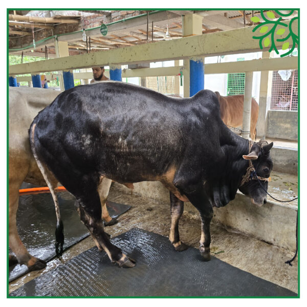 ST COW 225117K2