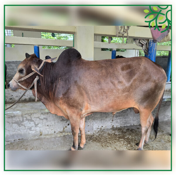 ST COW 200104K2