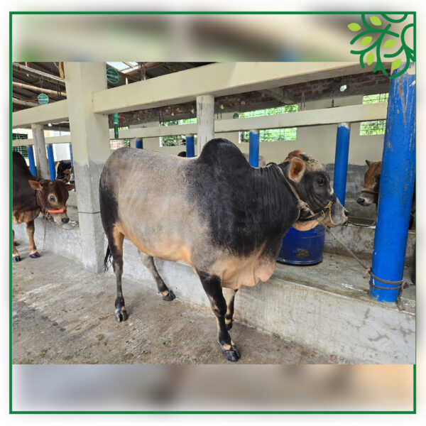 ST COW 215111K2