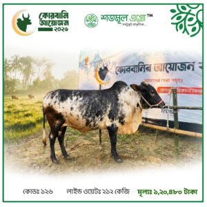 ST COW 126 (Live Wight 212 KG)