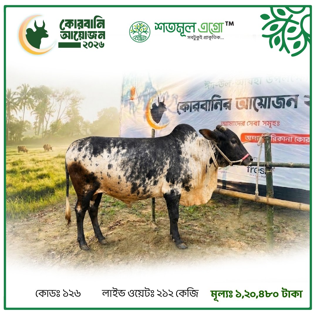 ST COW 126 (Live Wight 212 KG)