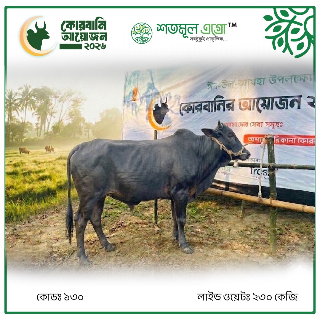 ST COW 130 (Live Wight 230KG)