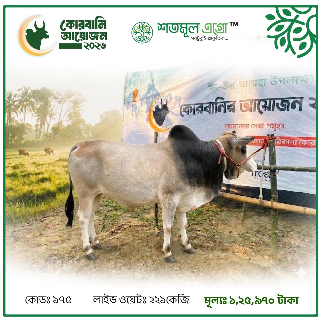 ST COW 175 (Live Wight 221 KG)