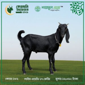 ST GOAT 181
