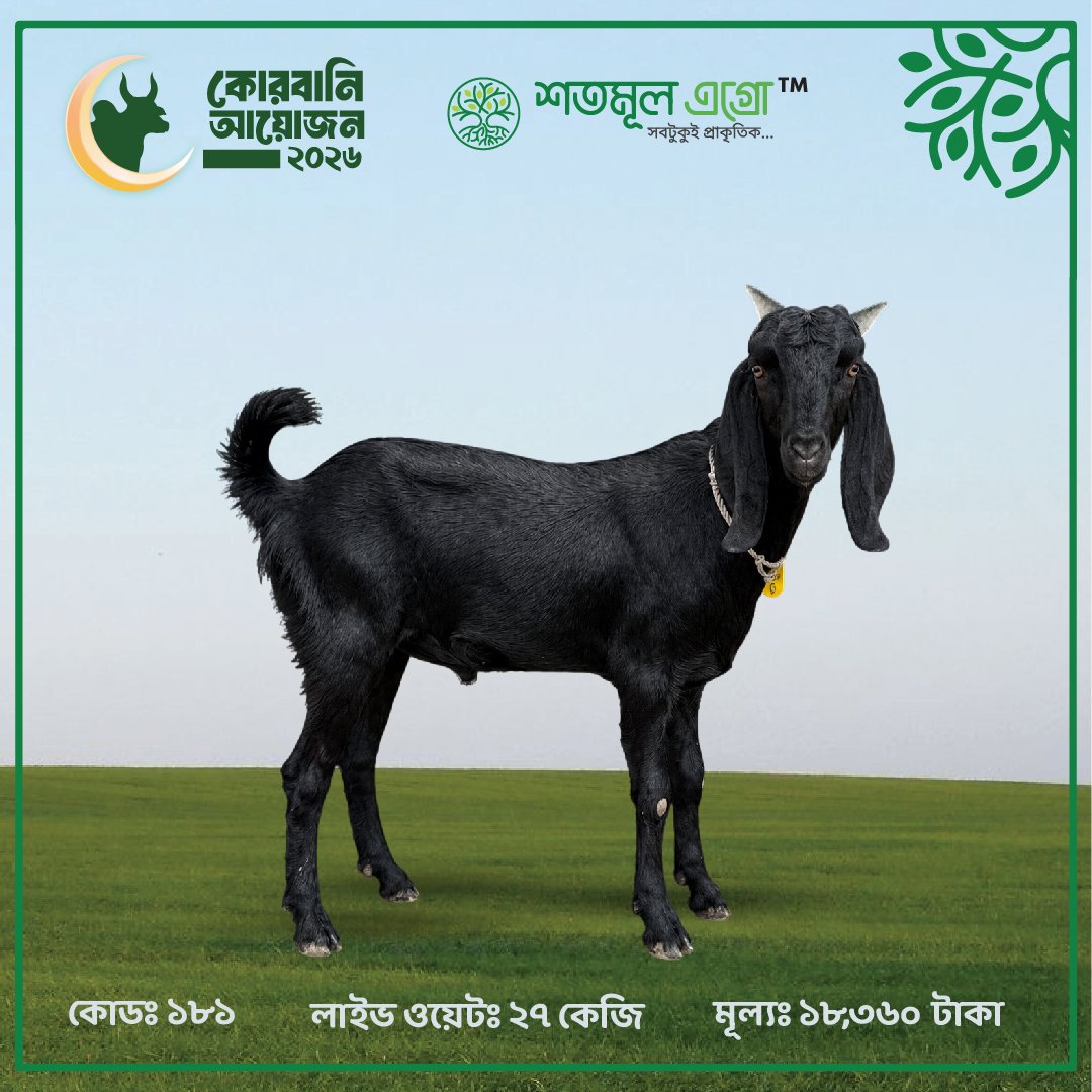 ST GOAT 181