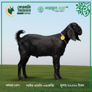 ST GOAT 147