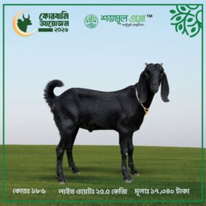 ST GOAT 186