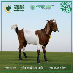 ST GOAT 156