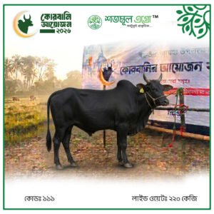 ST COW 111 (Live Wight 220 KG)