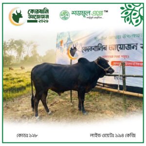 ST COW 128 (Live Wight 194KG)