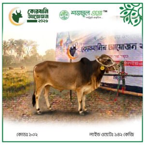 ST COW 132 (Live Wight 142 KG)