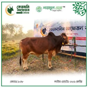 ST COW 138 (Live Wight 306 KG)