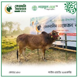 ST COW 143 (Live Wight 214 KG)
