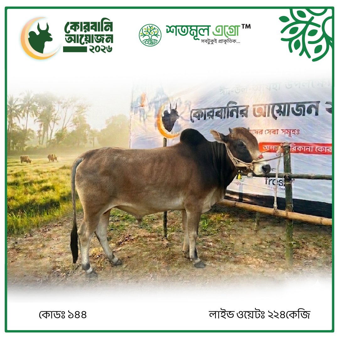 ST COW 144 (Live Wight 224KG)