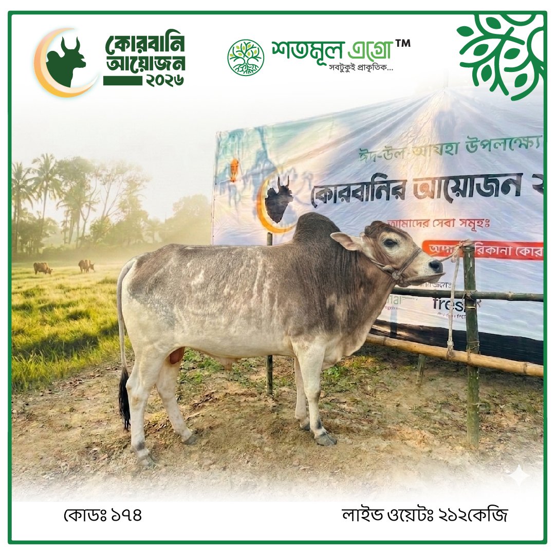 ST COW 174 (Live Wight 212KG)