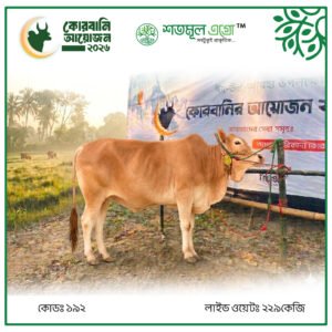 ST COW 192 (Live Wight 229 KG)