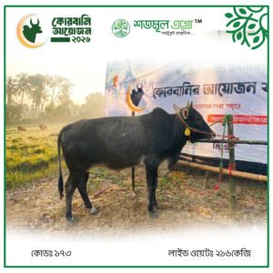 ST COW 173 (Live Wight 216 KG)